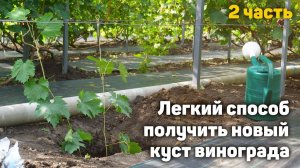 Самый лёгкий способ укоренения! Сможет каждый! Часть2 (04.08.2024 ) Видеоблог Давида Алверцяна