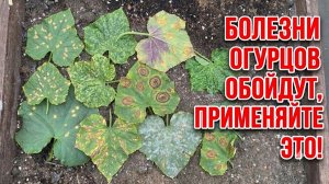 СЕКРЕТ ЗДОРОВЫХ ОГУРЦОВ! Даже чахлые оживут и дадут урожай ведрами!