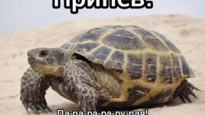 Даниэль Давтян - Черепаха Рая.