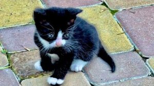 Так МИЛО! Маленькие котята защищают маму кошку от ХИТРОГО КОТА
