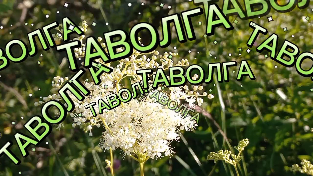 ТАВОЛГА.Лекарственное растение. При каких болезнях принимать таволгу... смотреть онлайн