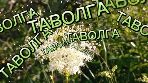 ТАВОЛГА.Лекарственное растение. При каких болезнях принимать таволгу...