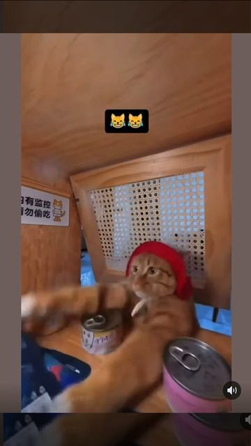Смешные котики