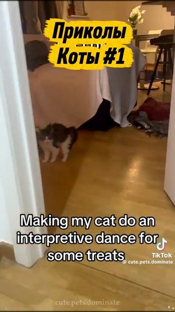 Приколы с котами #1 смотреть онлайн