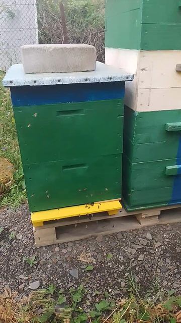 Летний облёт пчёл после ливня и грома. Макушка лета на носу 😁