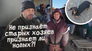 Как собака выбирает своего хозяина? / Заберут ли этого пса в новую семью?!