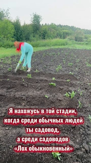 Мошкара в этом году, заставляет надевать в платочек #огород #платок #содовод