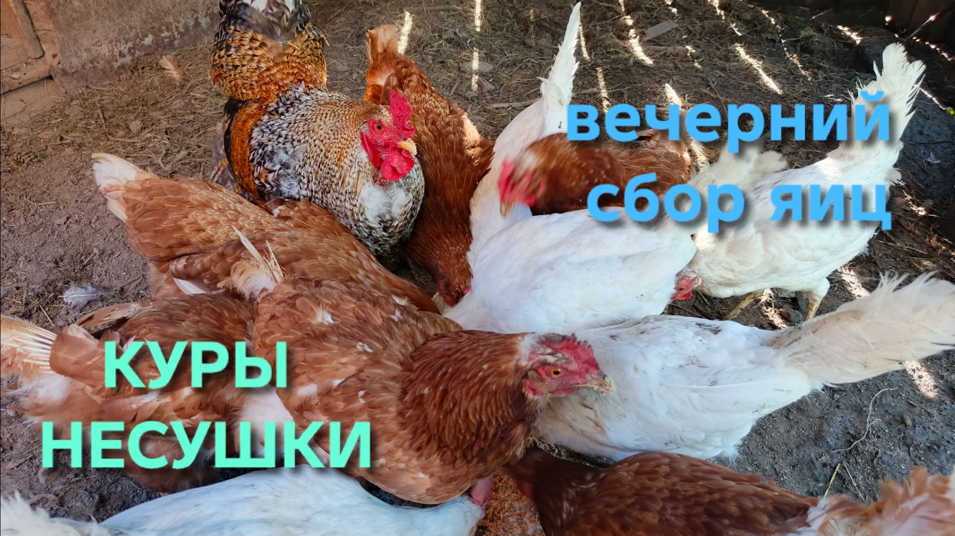 Куры-несушки