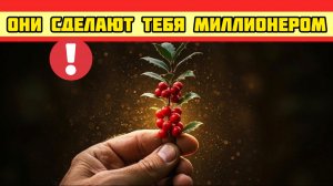 12 растений, которые стоят ДОРОЖЕ ЗОЛОТА, но их никто не выращивает
