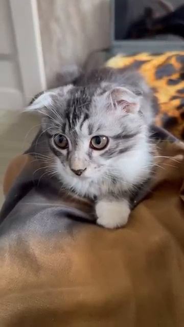 Чьё слово закон cat кот котики . юмор