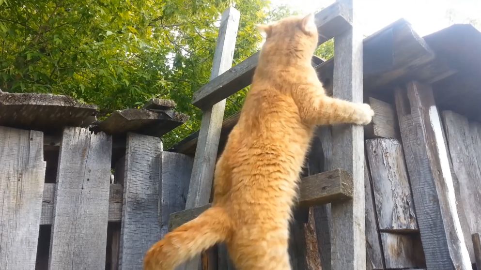 Кот в тёмном смотреть онлайн