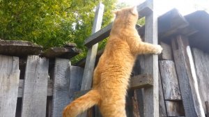 Кот в тёмном