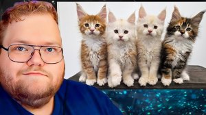 100 Дней Взросления Котят Мейн-Кунов! / РЕАКЦИЯ T2x2