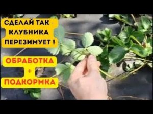 Подготовка клубники к зиме 🍓 Удобрения, обработка от болезней и вредителей