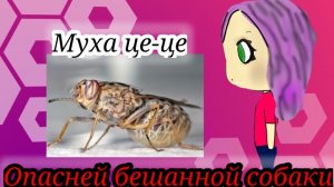 САМЫЕ ОПАСНЫЕ ЖИВОТНЫЕ!
