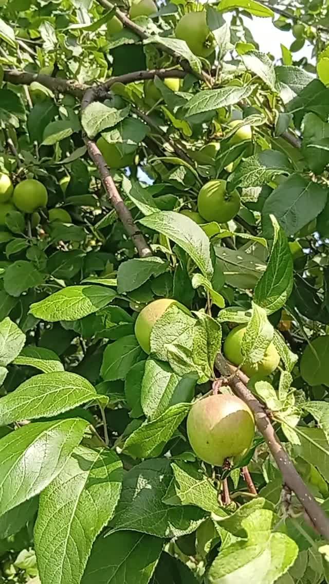 ДЕРЕВО ЛОМИТЬСЯ ОТ ЯБЛОК😱 УРОЖАЙ ПРОСТО ПОТРЯСАЮЩИЙ🍏 #farming #shorts #дача  #огород #сад