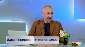Живая природа. «Мохнатый шмель»