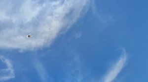 В гостях у Саши. Николаевские голуби.