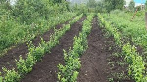 Дела садовые. первая окучка подвоев.
