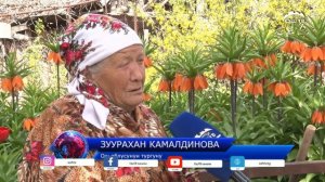 Баткендин символу болгон Айгүл гүлү үй шартында өстүрүлүп жатат