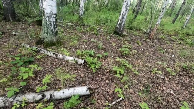 Первые сырые грузди в 2026 году.