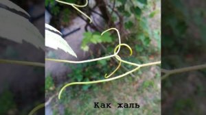 Как жаль