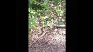 Любопытные мышки, Салтыковский лесопарк