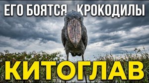 Учёные нашли птицу, которая бьёт БЫСТРЕЕ, чем вы моргаете