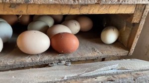 Жаль что я раньше не сделала Эти ГНЕЗДА ДЛЯ КУР НЕСУШЕК