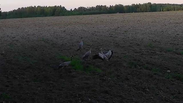 журавли смотреть онлайн