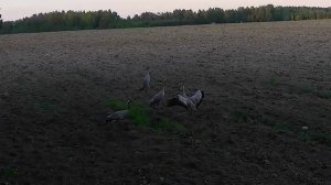 журавли