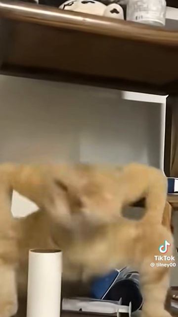Танцующий кот