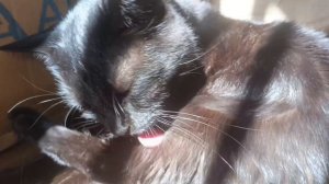 Есть солнечные зайчики,а у меня солнечный котик🐈⬛