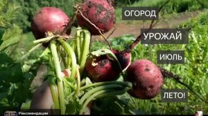 Дача . Огород . Сад . Что растет. Овощи . Плоды . Картофель . Кабачки . Арбузы. Дыни. Цуккини. Редис