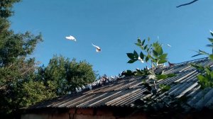 Голуби моево друга Голяна Олега