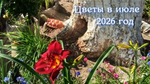 Цветы, 4 июля 2026 год.