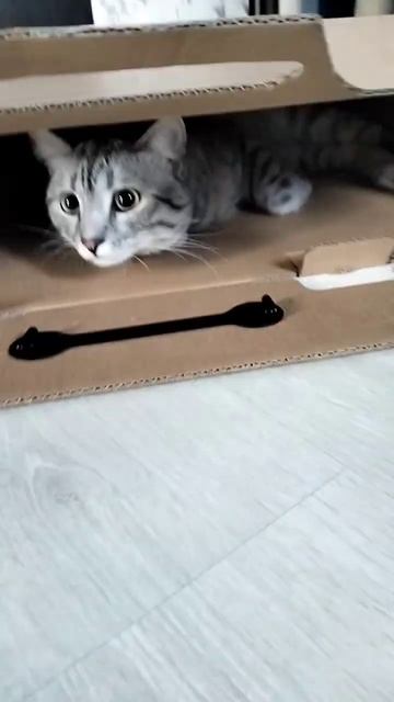 Коробки и бумага наше всё _ #cat #newshorts #кот #забавныеживотные