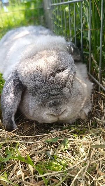 Маленькое пушистое счастье отдыхает в тени травы 🌿🐰 #лето #кролик #пушистик #любовь