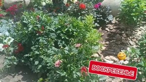 ЭЛЛАИЗ &ТОNl **, ПЬЯНАЯ ЛЮБОВЬ**ВОСХИТИТЕЛЬНО. СЛУШАЮ ПОВТОРЯЮ. НА УЛИЦЕ ЛЕНИНГРАДСКОЙ.