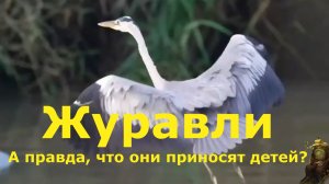 Журавли улетают на юг: символ надежды и неизбежного возвращения.