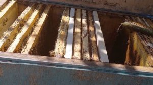 16 рамок июньского мёда от зимовалой семьи или около 40 кг мёда.
