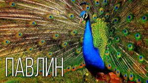 Павлин: Королевская Птица | Интересные факты про павлинов