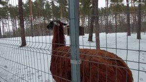 «Червлёный Яр» зоопитомник. Воронеж. 26 февраля 2022г