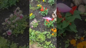 Не попала на Шансон, красивые цветы, наш пляж, прогулочный катер.