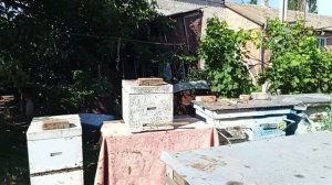 Что случилось с маткой после манипуляций с семьей -трутовкой в нижнем корпусе.