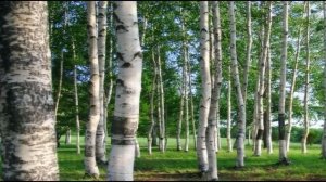 Золотится заря, день нехоженый - стихи и музыка - Виктор Михнев + SUNO