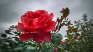 Самая красивая мелодия в мире 💖 Музыка для сердца и восстановления нервной системы