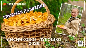 Грибная разведка 03 июля 2026. Приозерский район.