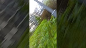 ГУЛЯЕМ