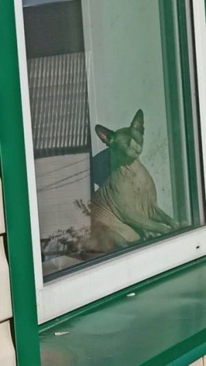 Барсик балдеет